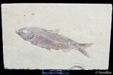 Very Nice / Inch Knightia Fossil Fish #2562-1